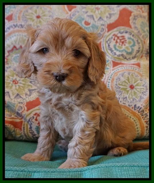 Millie Blaze pups 6 wks old321