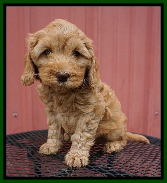 Millie Blaze pups 7 wks old 271