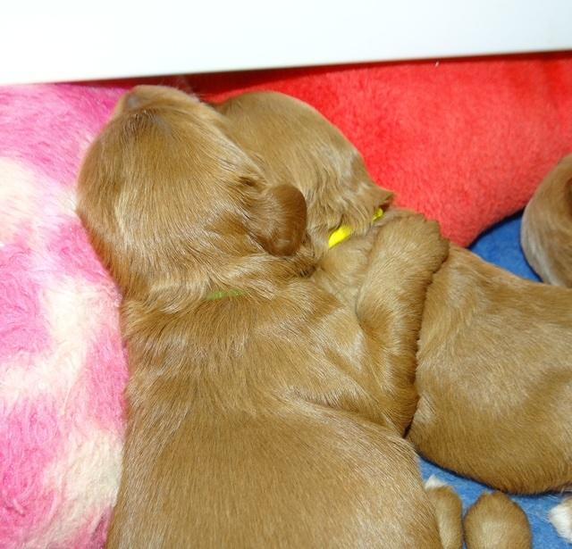 Millie Blaze pups 2 wks old 171