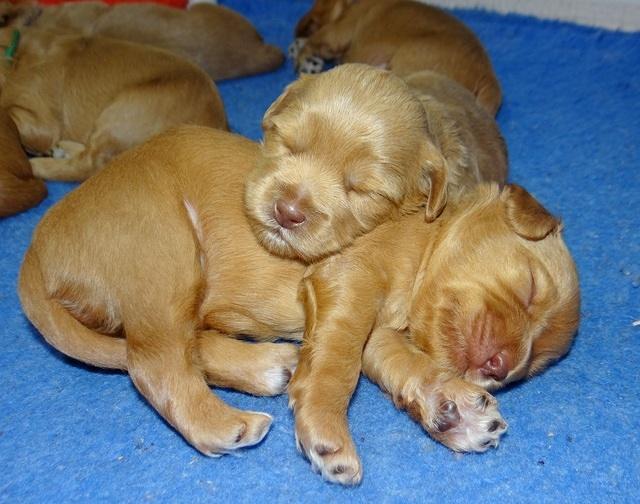 Millie Blaze pups 2 wks old 181