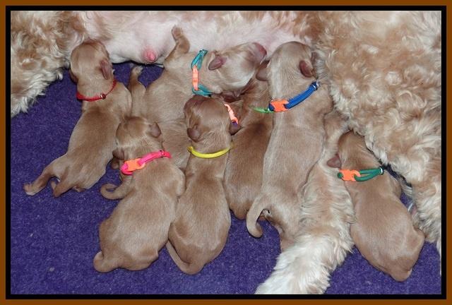 Millie Blaze pups newborn 41