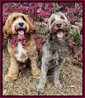 C and F in front of peddilums