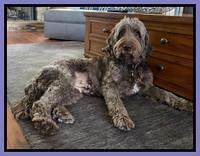 Cayman day 30 preg 3