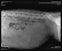 Cayman flynn preg xray day 56 4