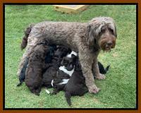 Cayman Flynn pups 5 wks old 41
