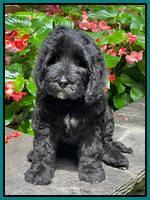 Individual puppy photos