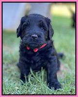 Cayman Flynn pups 5 wks old 101