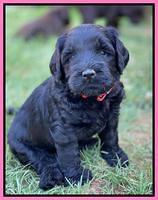 Cayman Flynn pups 5 wks old 121