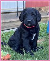 Cayman Flynn pups 5 wks old 81