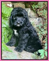 Cayman Flynn pups 8 wks old 10100