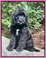 Cayman Flynn pups 8 wks old 11100