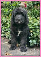 Cayman Flynn pups 8 wks old 13100