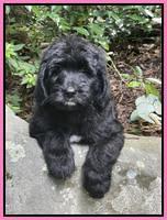 Cayman Flynn pups 8 wks old 14100