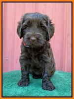 Cayman Flynn pups 5 wks old 531