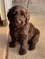 Cayman Flynn pups 6 wks old 361