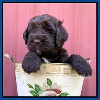 Cayman Flynn pups 5 wks old 131