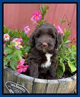 Cayman Flynn pups 7 wks old 21