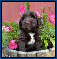 Cayman Flynn pups 7 wks old 41