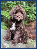 Cayman Flynn pups 8 wks old 21