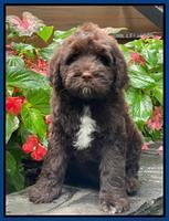 Cayman Flynn pups 8 wks old 41