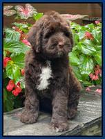 Cayman Flynn pups 8 wks old 51