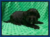 Caymnan Flynn 2 wk old pics 21