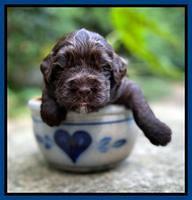 Caymnan Flynn 3 wk old pics 61