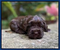 Caymnan Flynn 3 wk old pics 71