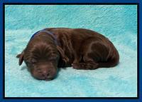 Caymnan Flynn Newborn pics 51