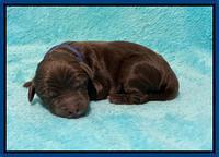 Caymnan Flynn Newborn pics 61