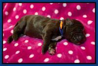 Caymnan Flynn One wk old pics 71