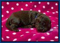 Caymnan Flynn One wk old pics 91