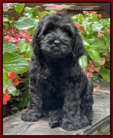Cayman Flynn pups 8 wks old 141