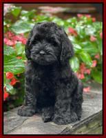 Cayman Flynn pups 8 wks old 151