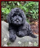 Cayman Flynn pups 8 wks old 191