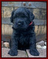 Caymnan Flynn 4 wk old pics 151