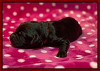 Caymnan Flynn One wk old pics 101