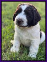 Cayman Flynn 6.5 wks old 51