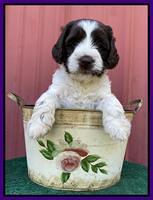 Cayman Flynn pups 5 wks old 241