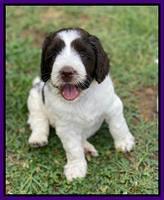 Cayman Flynn pups 6 wks old 151
