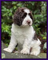 Cayman Flynn pups 8 wks old 101