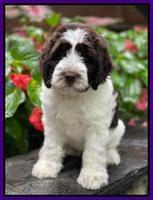 Cayman Flynn pups 8 wks old 111