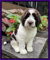 Cayman Flynn pups 8 wks old 121