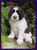 Cayman Flynn pups 8 wks old 71