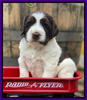Caymnan Flynn 4 wk old pics 121