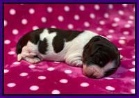 Caymnan Flynn One wk old pics 131