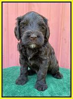 Cayman Flynn pups 5 wks old 331