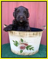 Cayman Flynn pups 5 wks old 341
