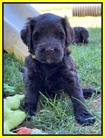 Cayman Flynn pups 5 wks old 361