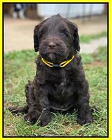 Cayman Flynn pups 6 wks old 211